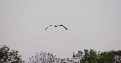 Seagull Gliding Over Green Trees Stock Footage 305702333