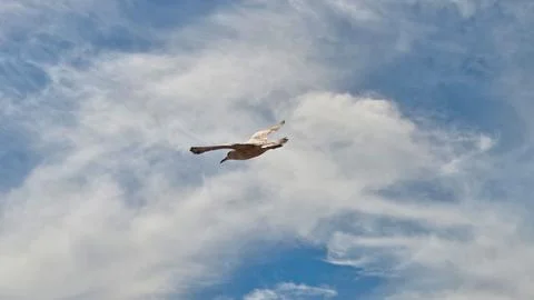 Seagull Gliding Through Cloudy Summer Sky, Wings Spread ( Summer ) ( Brighton ) Stock Photos