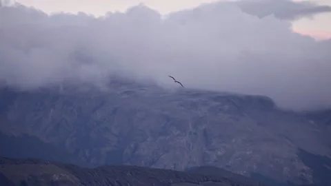 Seagull Gliding Through Misty Mountain Clouds Vídeos de archivo 331426818