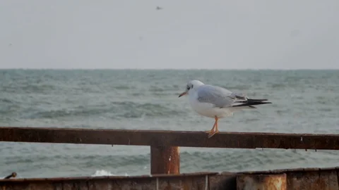 The seagull goes on a rusty construction against the background of the sea Stock Footage 99675186