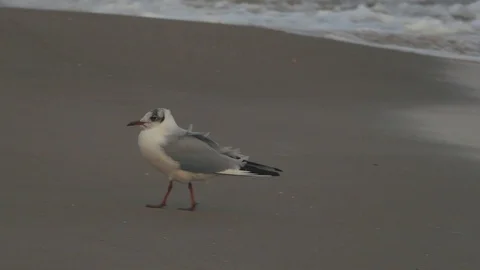 Seagull goes on wet sand Stock Footage 102157338