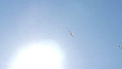 Seagull going into the sun, Perfect shot Stock Footage 91395464