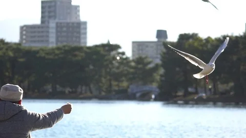 Seagull grabs cracker from outstretched hand in the park. Stock Footage 71032382