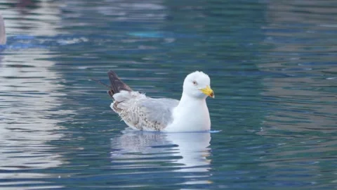 Seagull gracefully gliding and floating on calm water, creating ripples and.. Stock Footage 294169519