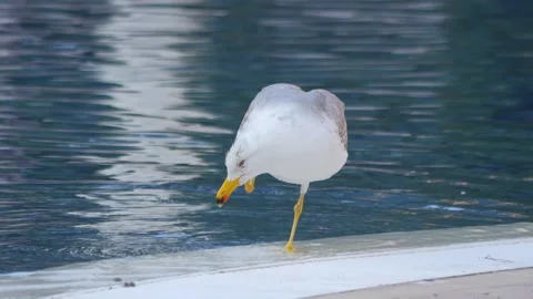 Seagull gracefully gliding and floating on calm water, creating ripples and.. Stock Footage 294169570