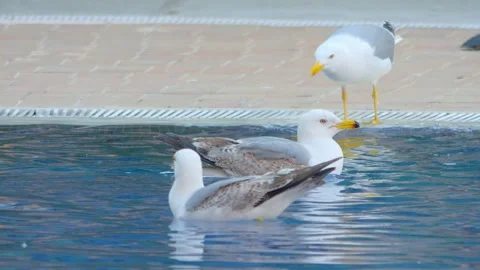 Seagull gracefully gliding and floating on calm water, creating ripples and.. Stock Footage 294169575