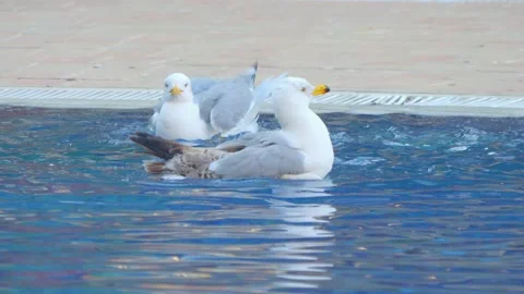 Seagull gracefully gliding and floating on calm water, creating ripples and.. Stock Footage 294169736