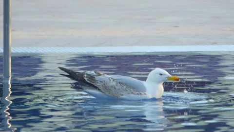 Seagull gracefully gliding and floating on calm water, creating ripples and.. Stock Footage 294170031