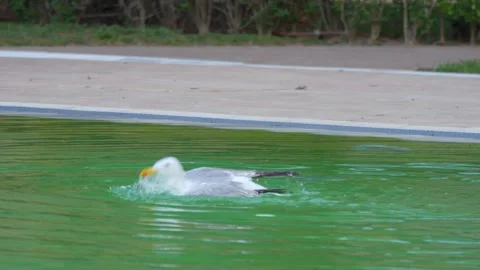 Seagull gracefully gliding and floating on calm water, creating ripples and.. Stock Footage 294170212