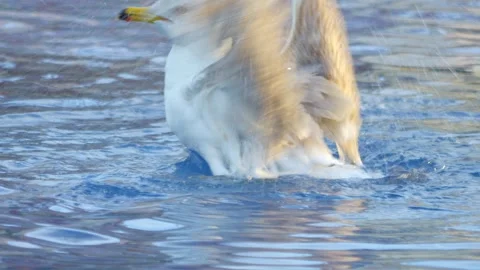 Seagull gracefully gliding and floating on calm water, creating ripples and.. Stock Footage 294170237