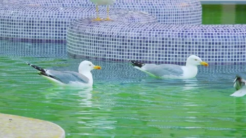 Seagull gracefully gliding and floating on calm water, creating ripples and.. Stock Footage 294170242