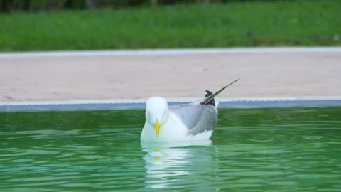 Seagull gracefully gliding and floating on calm water, creating ripples and.. Stock Footage 294170382