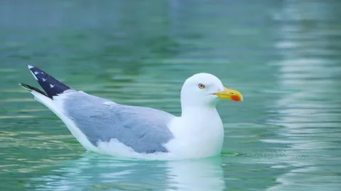 Seagull gracefully gliding and floating on calm water, creating ripples and.. Stock Footage 294170737