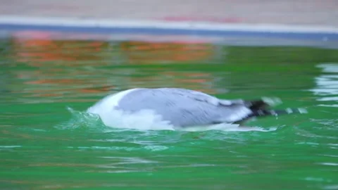 Seagull gracefully gliding and floating on calm water, creating ripples and.. Stock Footage 294170776