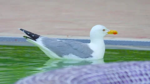 Seagull gracefully gliding and floating on calm water, creating ripples and.. Stock Footage 294170832