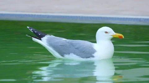 Seagull gracefully gliding and floating on calm water, creating ripples and.. Stock Footage 294170877