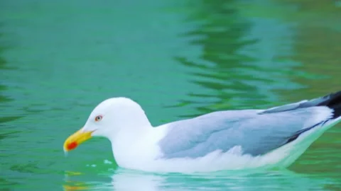 Seagull gracefully gliding and floating on calm water, creating ripples and.. Stock Footage 294170880