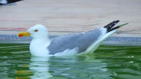 Seagull gracefully gliding and floating on calm water, creating ripples and.. Stock Footage 294171018