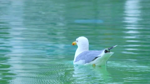 Seagull gracefully gliding and floating on calm water, creating ripples and.. Stock Footage 294171022