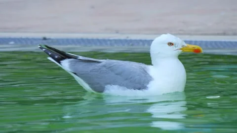 Seagull gracefully gliding and floating on calm water, creating ripples and.. Stock Footage 294171127