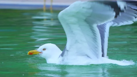 Seagull gracefully gliding and floating on calm water, creating ripples and.. Stock Footage 294171165
