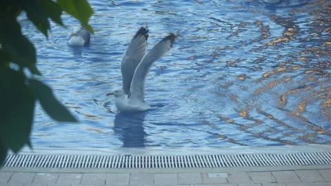 Seagull gracefully gliding and floating on calm water, creating ripples and.. Stock Footage 294171238