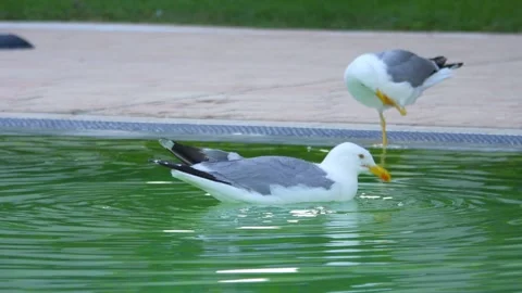 Seagull gracefully gliding and floating on calm water, creating ripples and.. Stock Footage 294171293