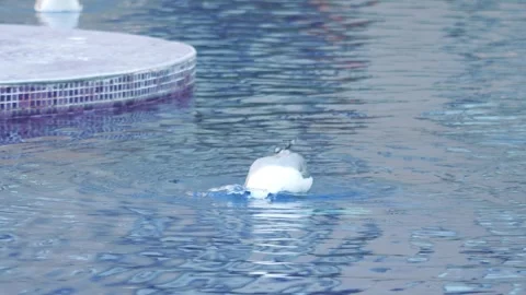 Seagull gracefully gliding and floating on calm water, creating ripples and.. Stock Footage 294171361