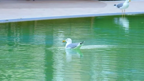 Seagull gracefully gliding and floating on calm water, creating ripples and.. Stock Footage 294171409
