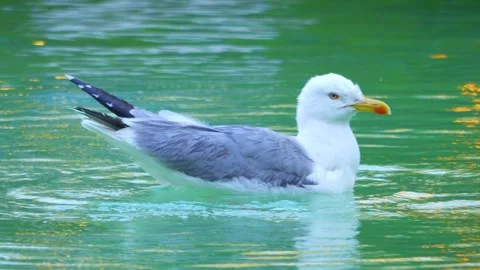 Seagull gracefully gliding and floating on calm water, creating ripples and.. Stock Footage 294171417