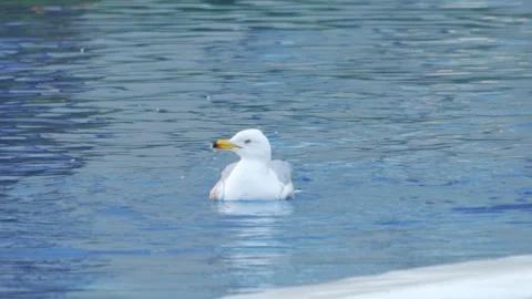 Seagull gracefully gliding and floating on calm water, creating ripples and.. Stock Footage 294171519