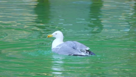 Seagull gracefully gliding and floating on calm water, creating ripples and.. Stock Footage 294171555