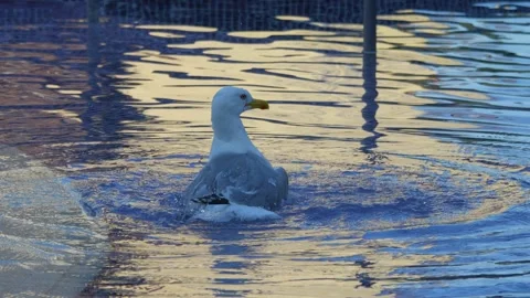 Seagull gracefully gliding and floating on calm water, creating ripples and.. Stock Footage 294171657