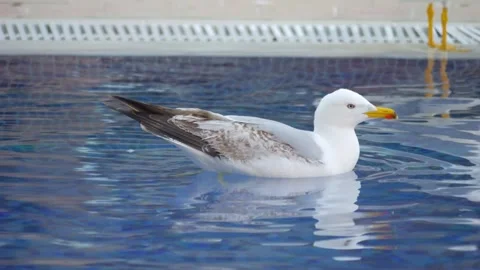 Seagull gracefully gliding and floating on calm water, creating ripples and.. Stock Footage 294171663