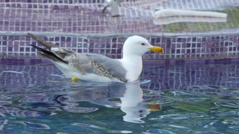 Seagull gracefully gliding and floating on calm water, creating ripples and.. Stock Footage 294171800