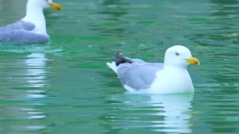 Seagull gracefully gliding and floating on calm water, creating ripples and.. Stock Footage 294171836