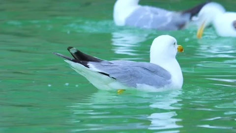 Seagull gracefully gliding and floating on calm water, creating ripples and.. Stock Footage 294171926
