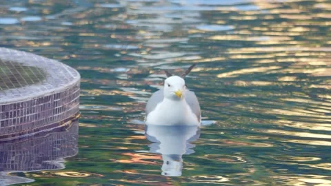 Seagull gracefully gliding and floating on calm water, creating ripples and.. Stock Footage 294171940