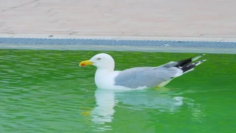 Seagull gracefully gliding and floating on calm water, creating ripples and.. Stock Footage 294172228
