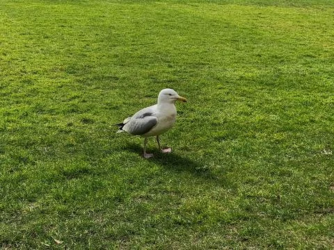 Seagull in the grass 2 写真素材