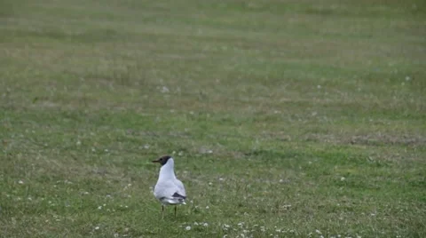 Seagull on Grass Fly's Away Vídeo Stock 54027809