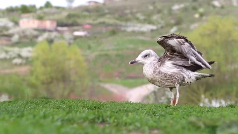 Seagull in the grass Stock Footage 88703269