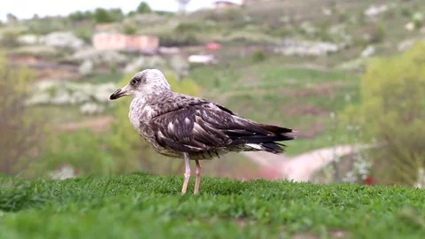 Seagull in the grass Stock-Footage 88703274