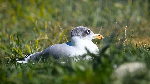 Seagull in the grass Stock Footage 94407535