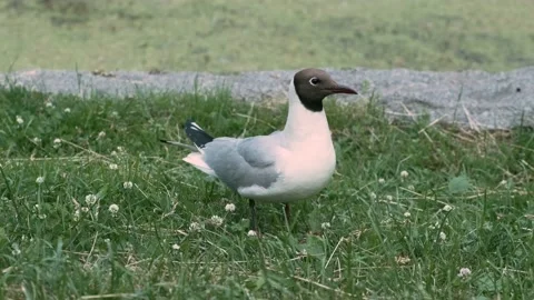Seagull on the grass Stock Footage 136179502