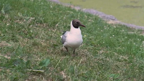 Seagull on the grass Stock Footage 136179526