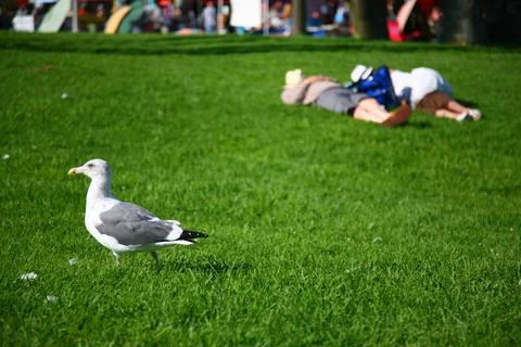 A seagull on the grass Stock Photos