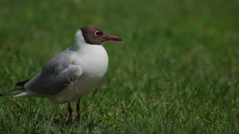 Seagull on the grass. Summer Stock-Footage 113544028