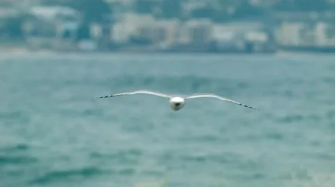 Seagull on green beach Stock Footage 47909400