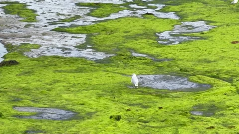 Seagull on Green Mudflat in Gosport Stock Footage 346887374
